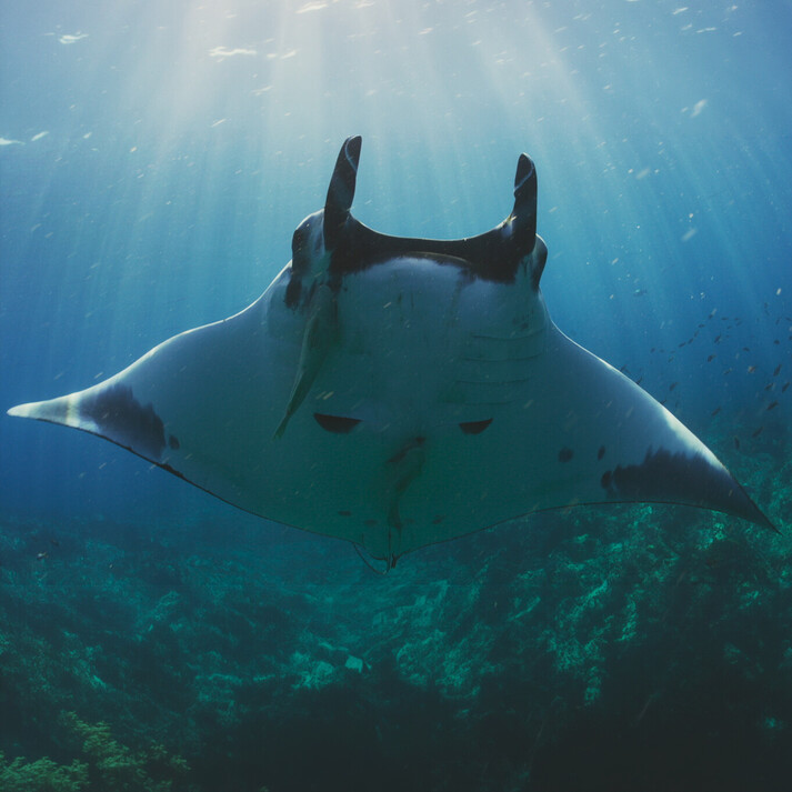 Mantarochen in direkter Frontalansicht mit sichtbaren Cephalic-Flossen, schwimmt auf die Kamera zu