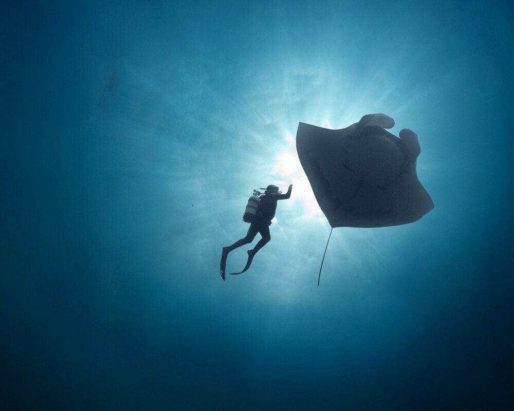 Taucher und Mantarochen als kleine Silhouetten vor strahlendem Sonnenlicht unter Wasser, Hochformat